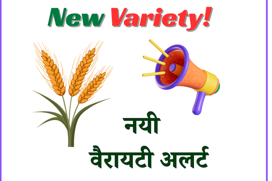 A vibrant agricultural field under a clear blue sky, featuring a newly developed crop variety designed for resilience and high yield. The lush green plants, with healthy, mature heads ready for harvest, highlight the innovative work of Agricultural University in advancing sustainable farming.
